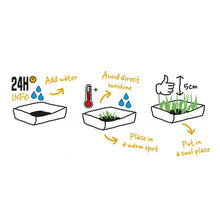 Duvo Cat Grass Kit - 70g - 17,5x13x3cm
