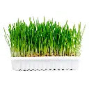Duvo Cat Grass Kit - 70g - 17,5x13x3cm