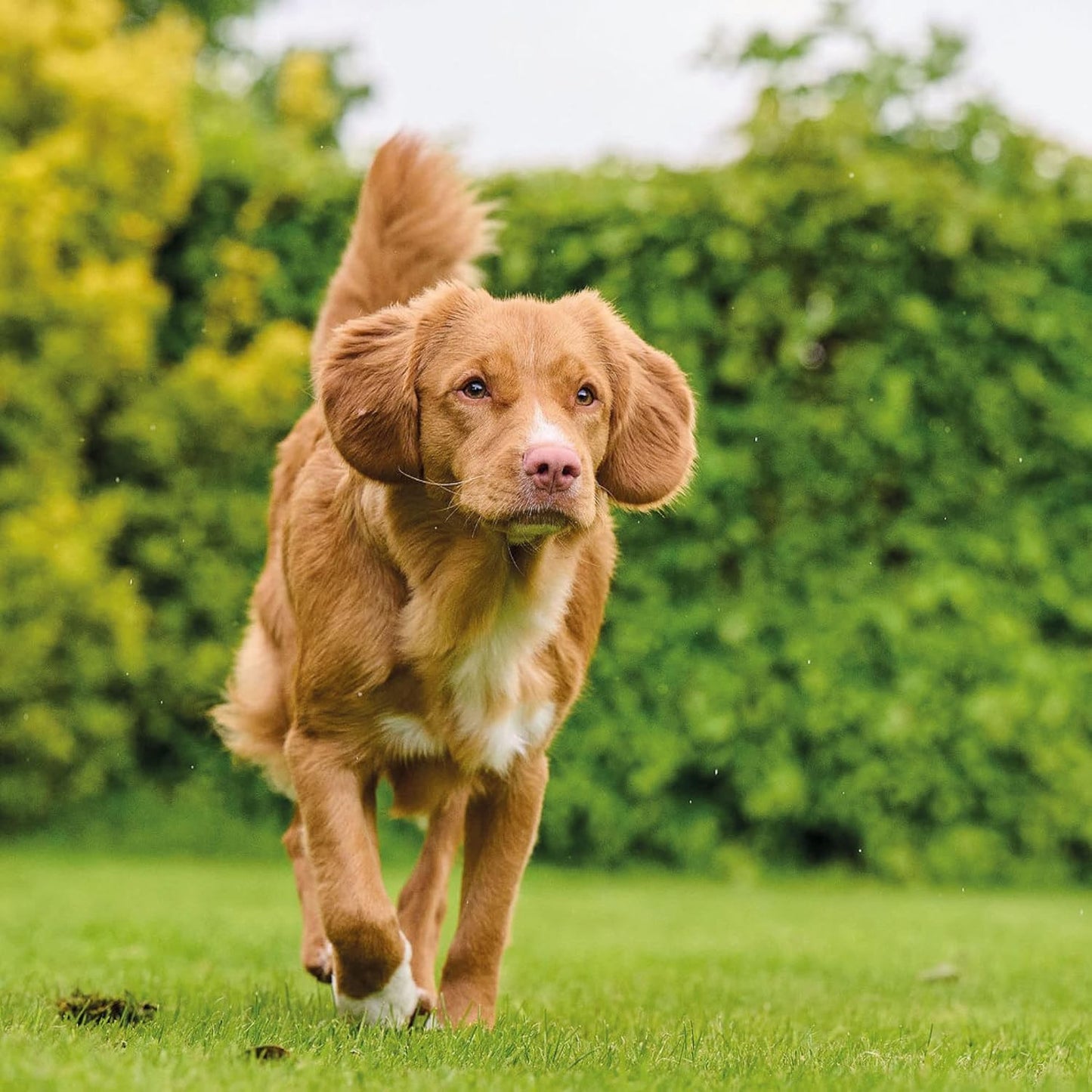 Beaphar Top 10 Dog Multi-Vitamins 180 Tabs