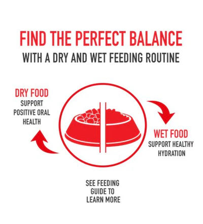 Royal Canin Medium Digestive Care Adult Dry Dog Food